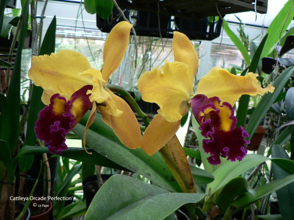 Cattleya Orcade 'Perfection' Cattl811