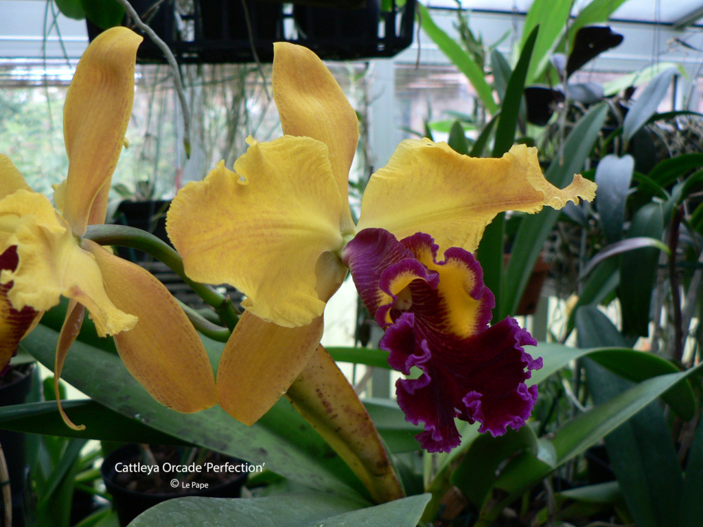 Cattleya Orcade 'Perfection' Cattl812