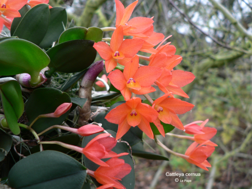 Cattleya cernua  Cattle62