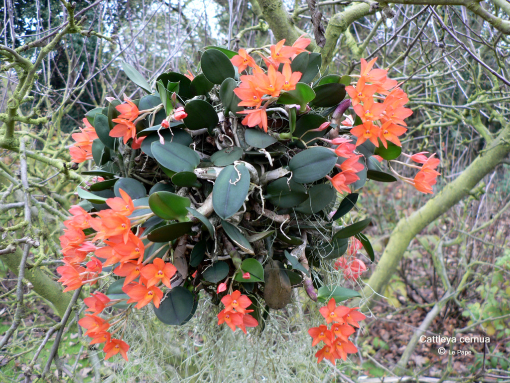 Cattleya cernua  Cattle66