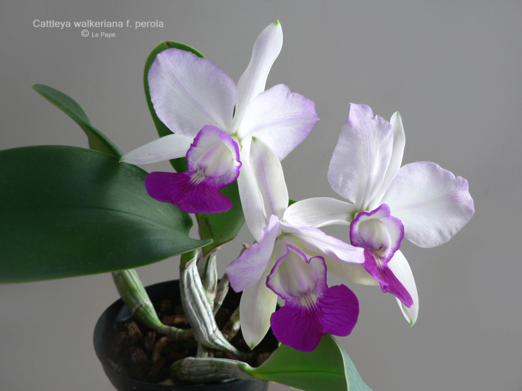 Cattleya walkeriana f. perola  Cattle69