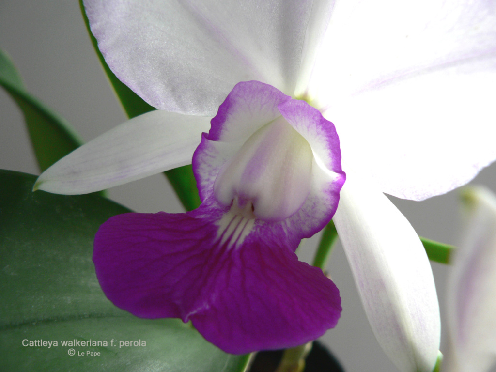 Cattleya walkeriana f. perola  Cattle70