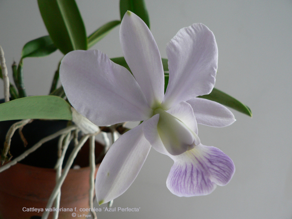 Cattleya walkeriana f. coerulea ‘Azul Perfecta’ Cattle82