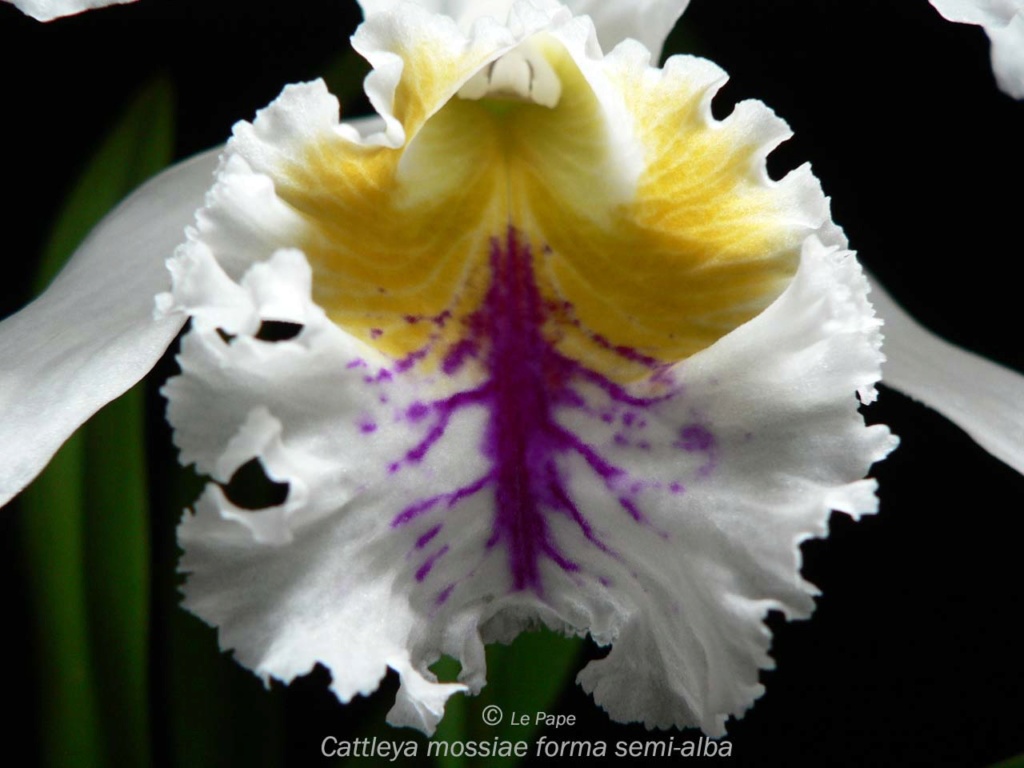 Cattleya mossiae f. semi alba Cattle95