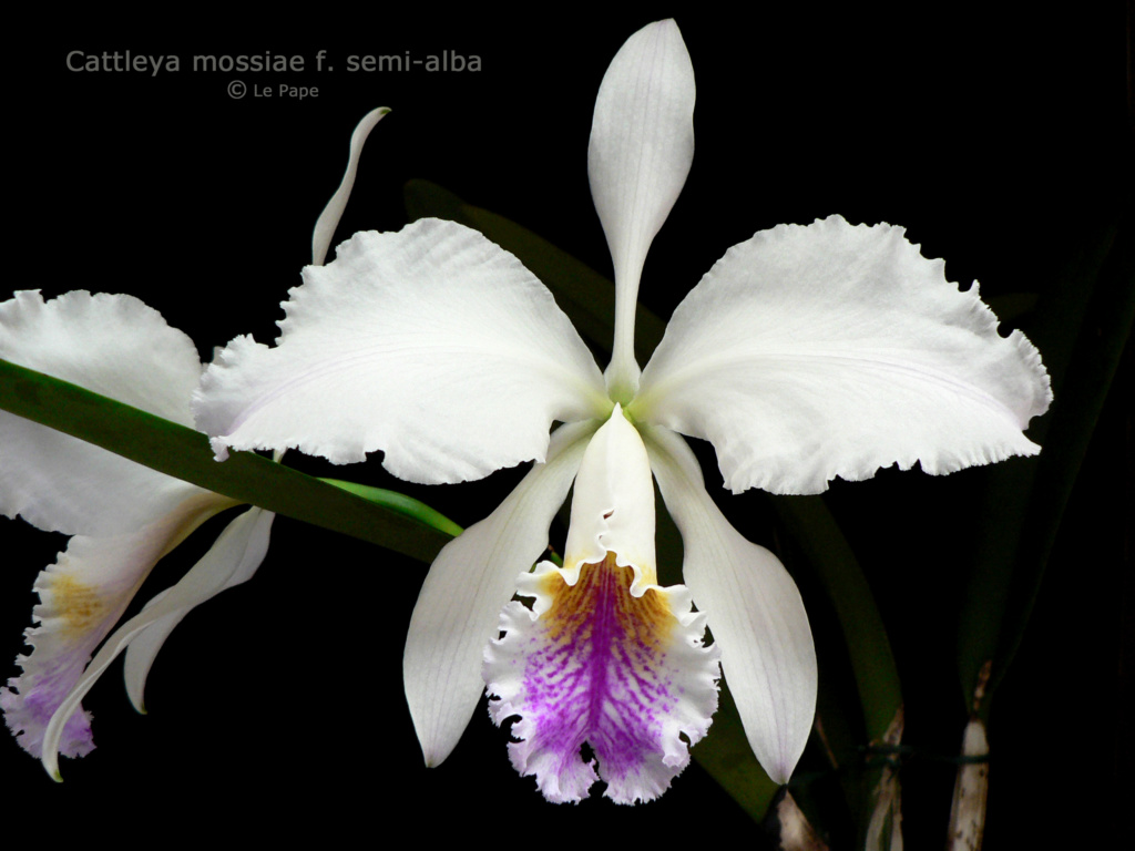 Cattleya mossiae f. semi alba Cattle96