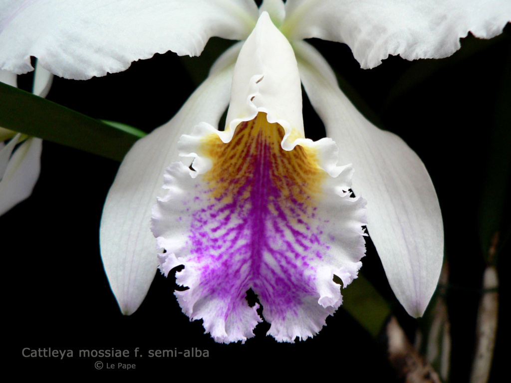 Cattleya mossiae f. semi alba Cattle97