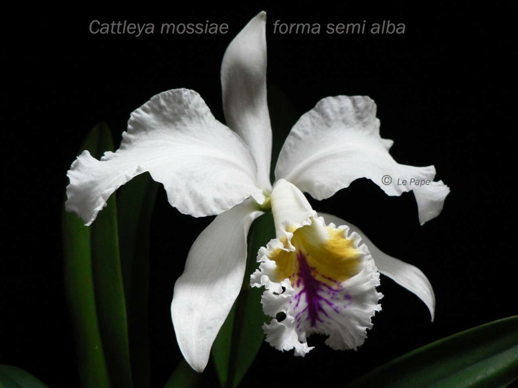 Cattleya mossiae f. semi alba Cattle98