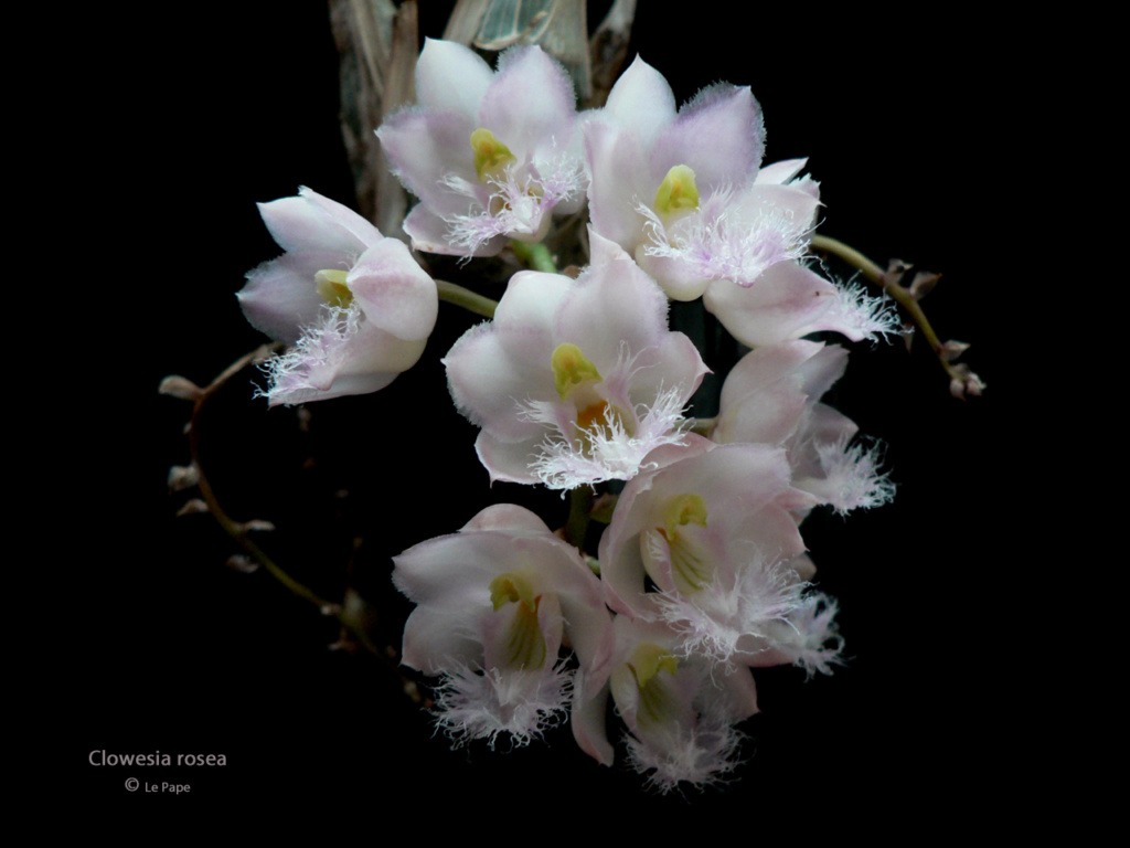  Clowesia rosea  Clowes18