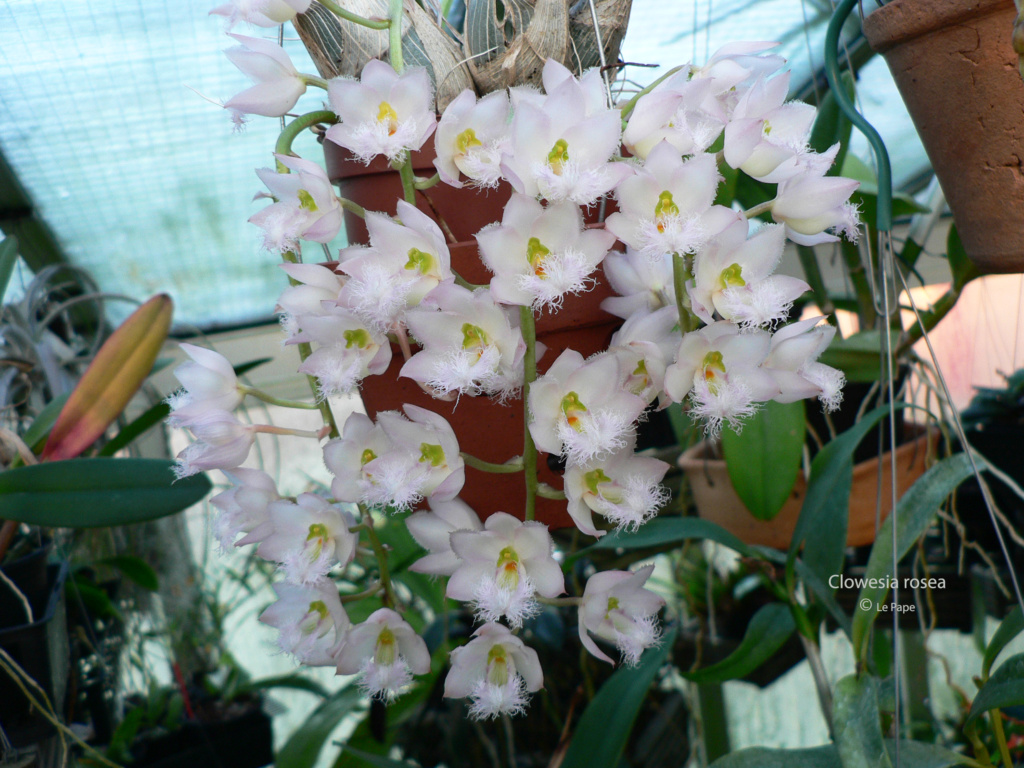 Clowesia rosea Clowes28