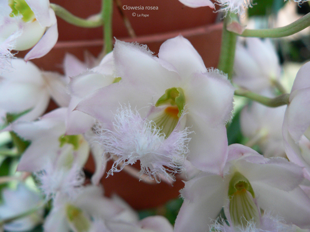 Clowesia rosea Clowes32