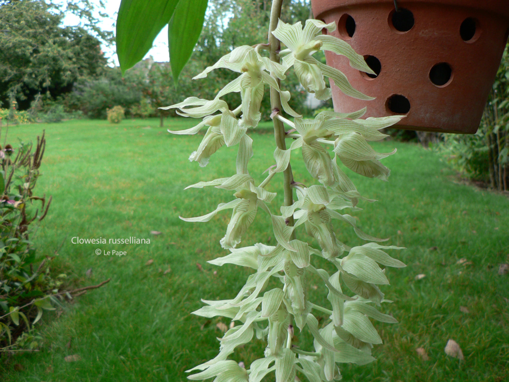 Clowesia russelliana Clowes36