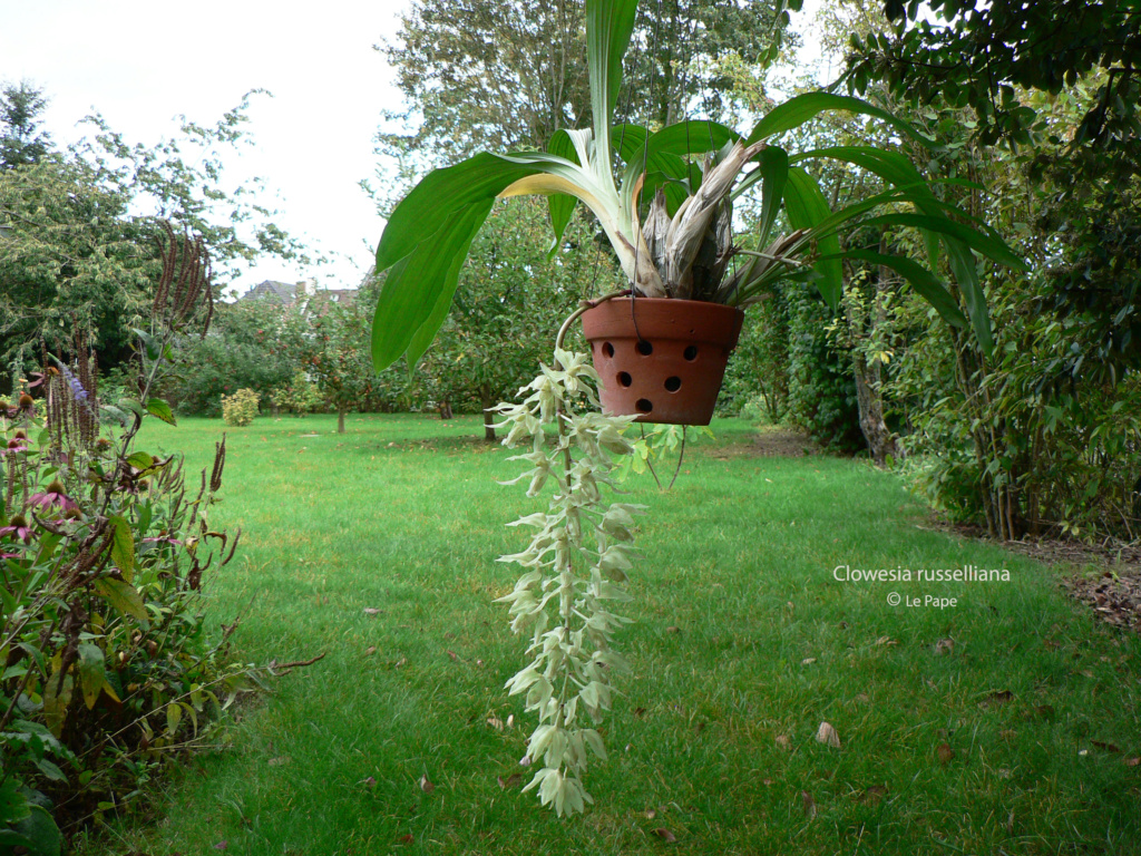 Clowesia russelliana Clowes38