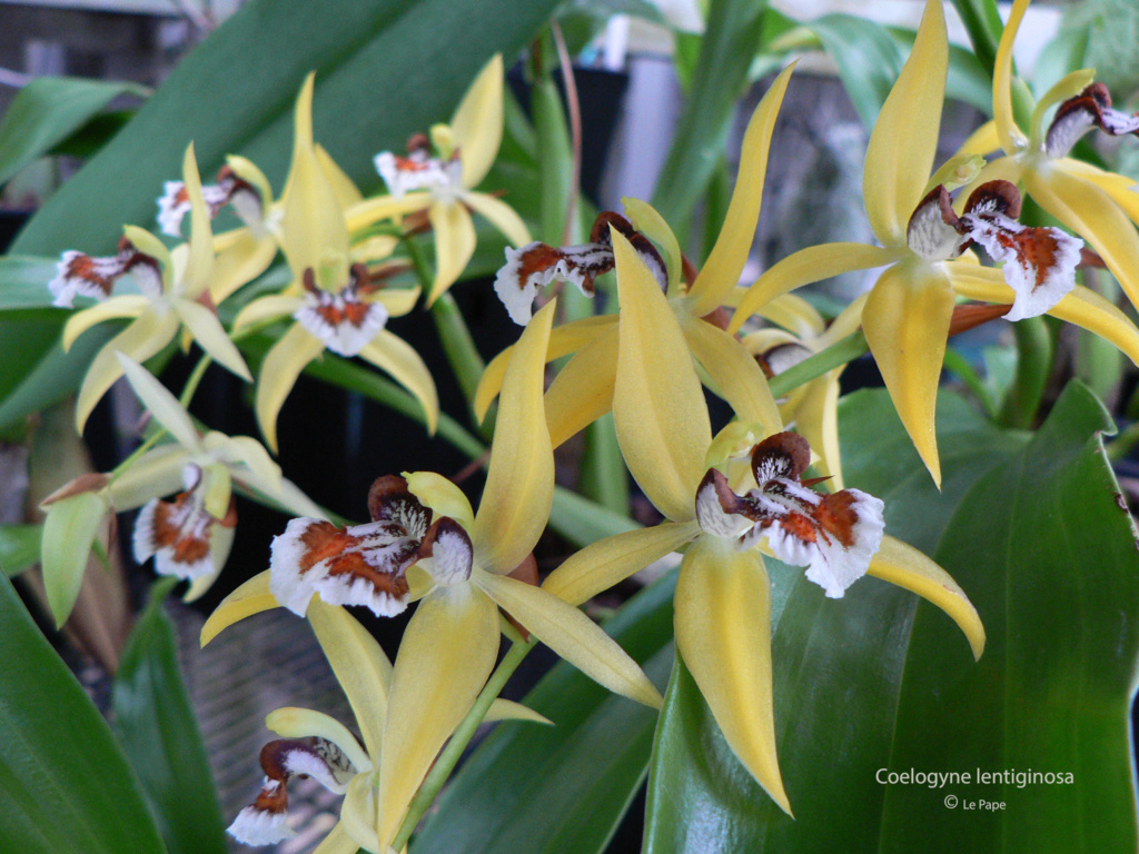 Coelogyne lentiginosa  Coelog24