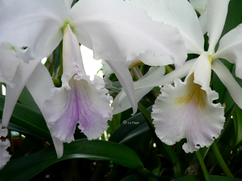 Cattleya labiata f. amoena ‘Fowleyana’  Compar16