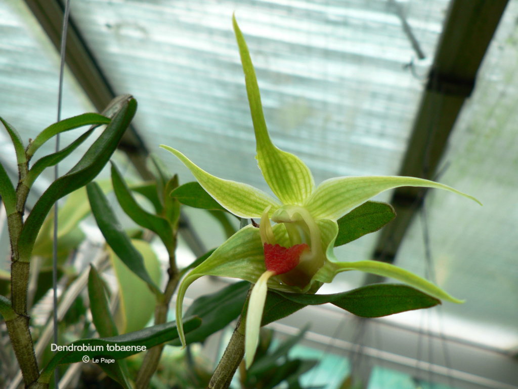 Dendrobium tobaense Dendro18