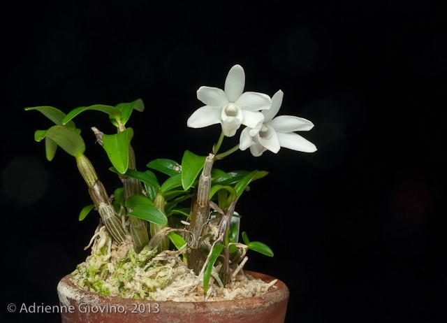 Dendrobium obtusisepalum  Dendro21