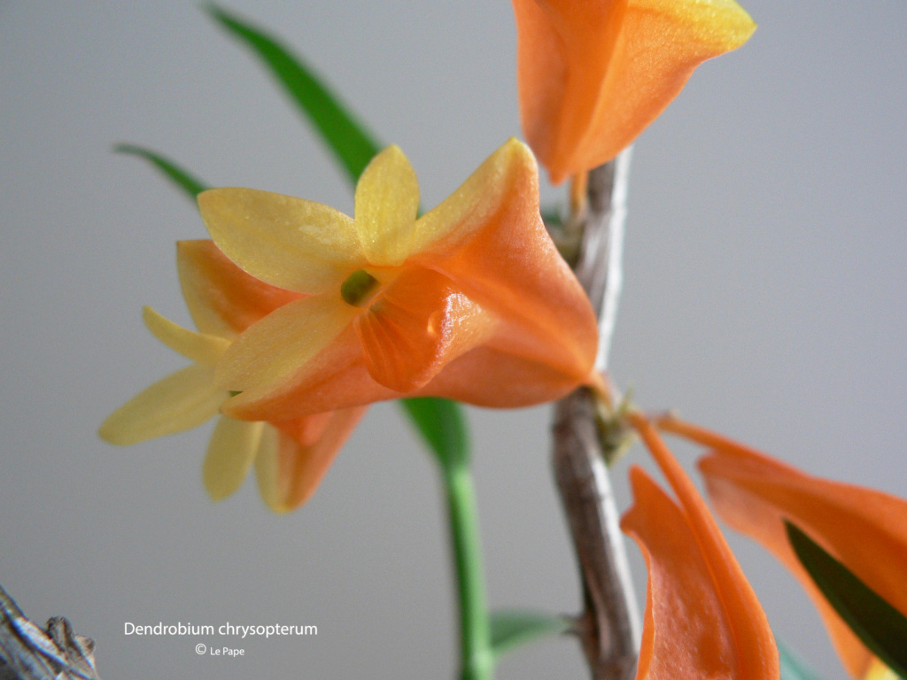 Dendrobium chrysopterum  Dendro36
