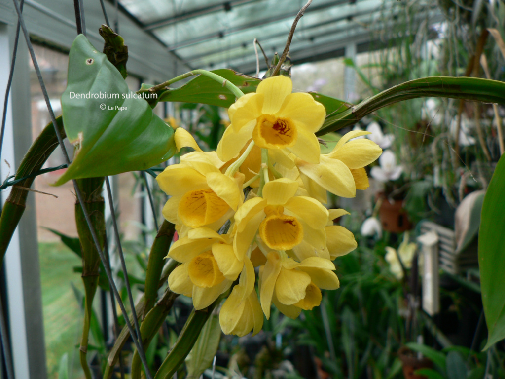 Dendrobium sulcatum  Dendro55