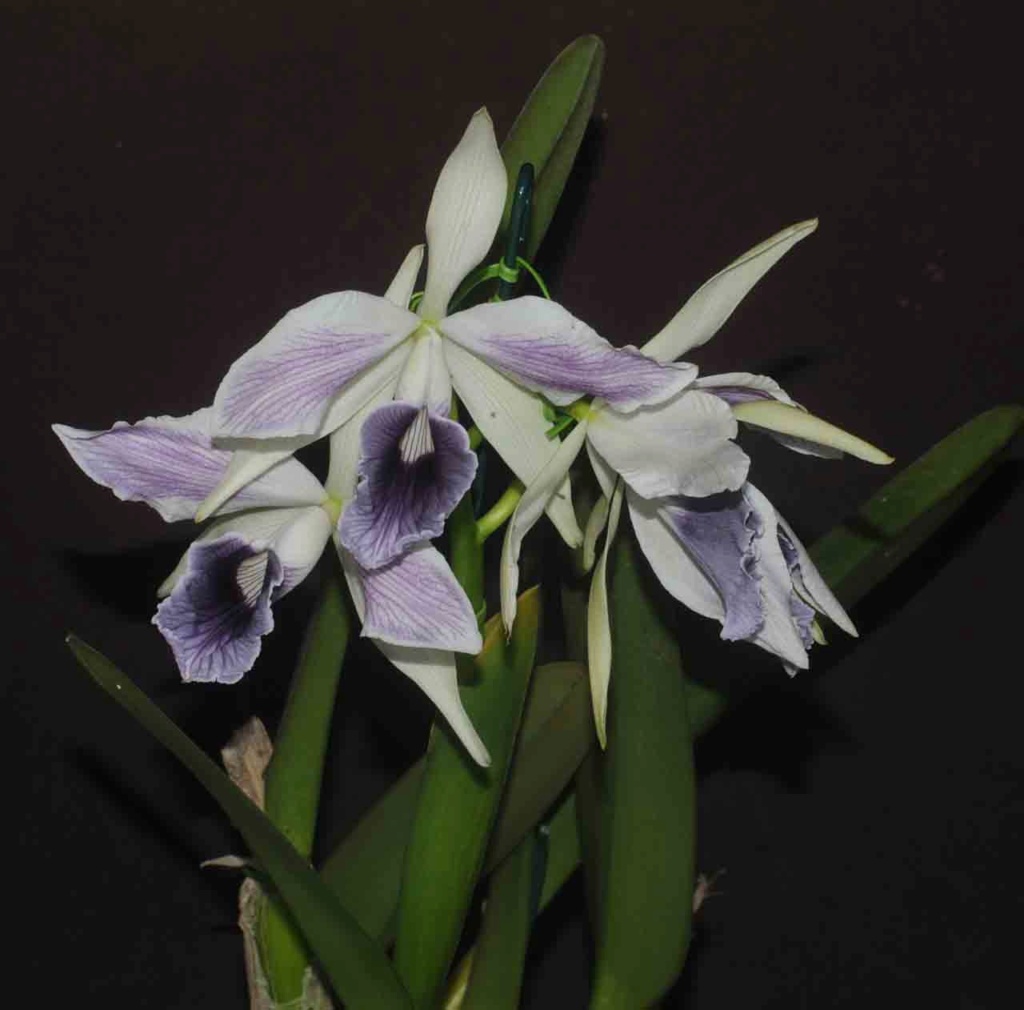 Cattleya purpurata f. coerulea striata ‘Minha Gilda’ x self  L_pmin11