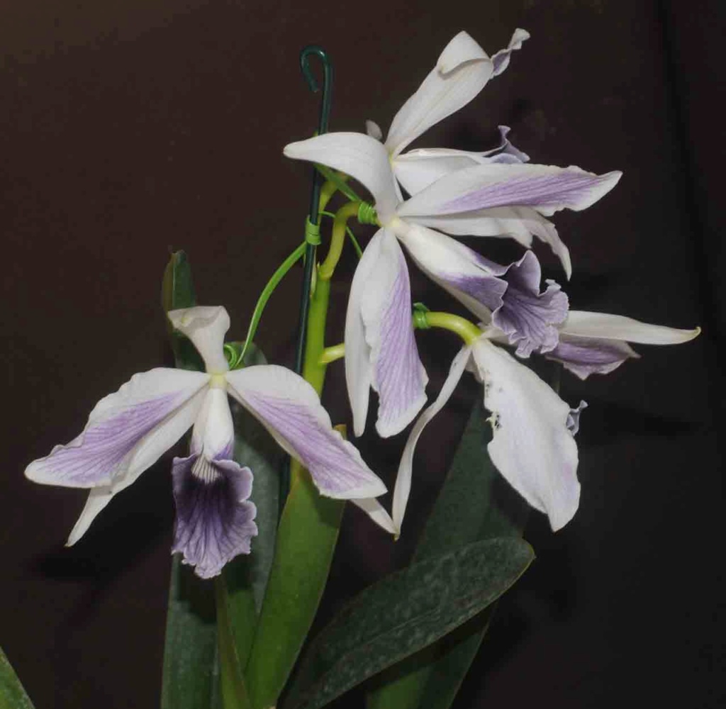 Cattleya purpurata f. coerulea striata ‘Minha Gilda’ x self  L_pmin15