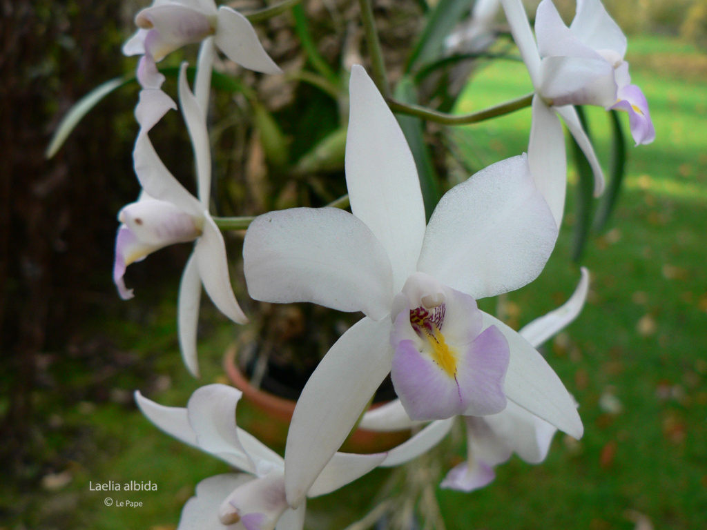 Laelia albida Laeli175