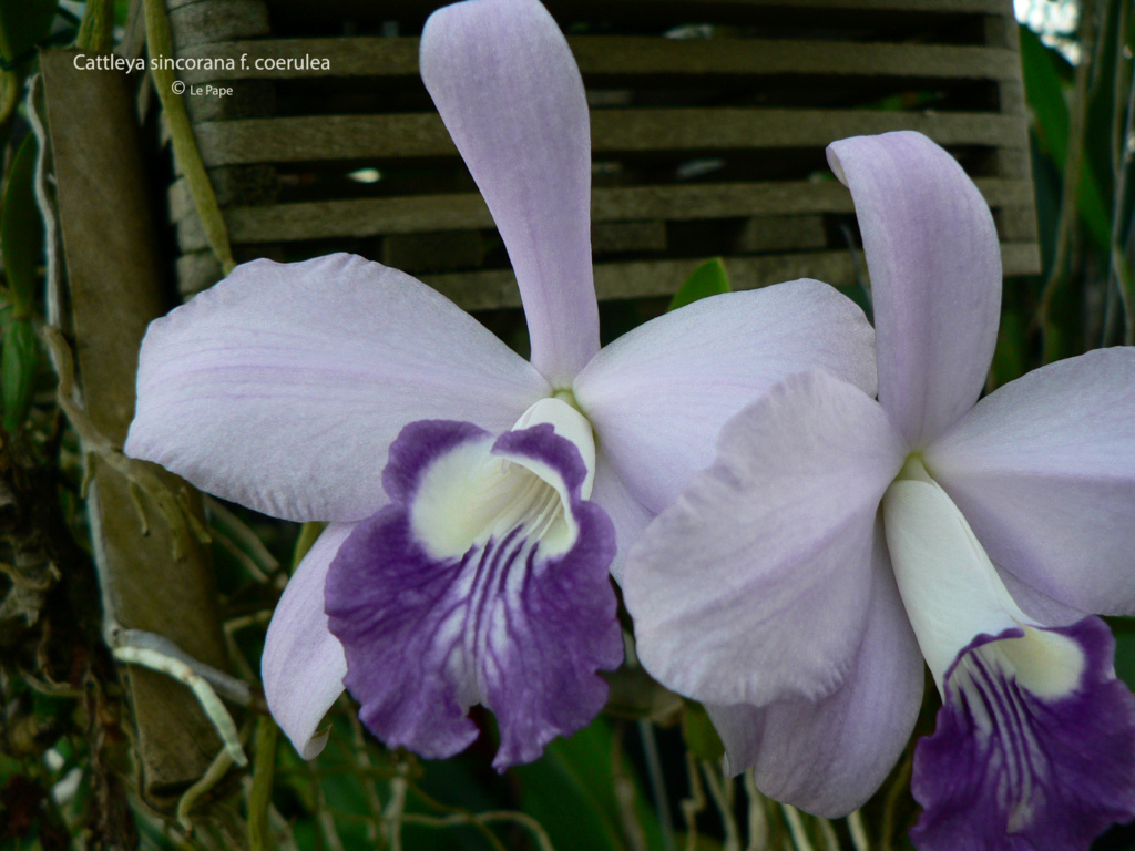 Cattleya ( Laelia ) sincorana f. coerulea Laeli185