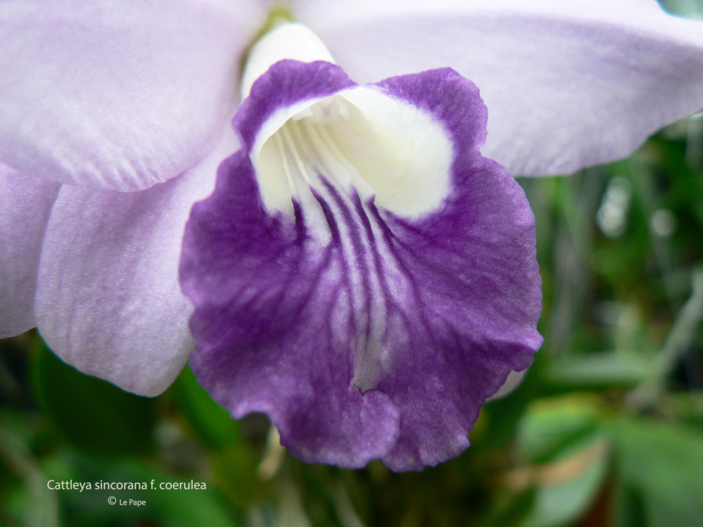 Cattleya ( Laelia ) sincorana f. coerulea Laeli186