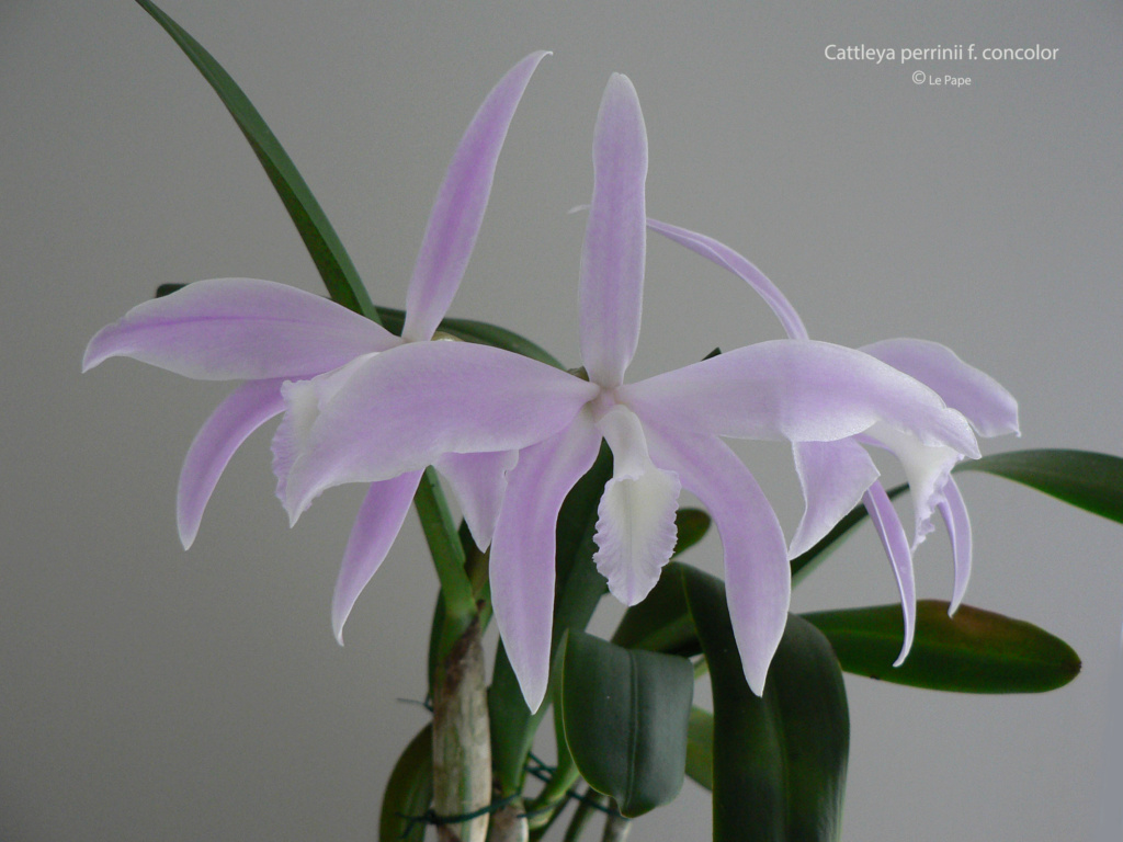 Cattleya ( Laelia ) perrinii f. concolor  Laeli201