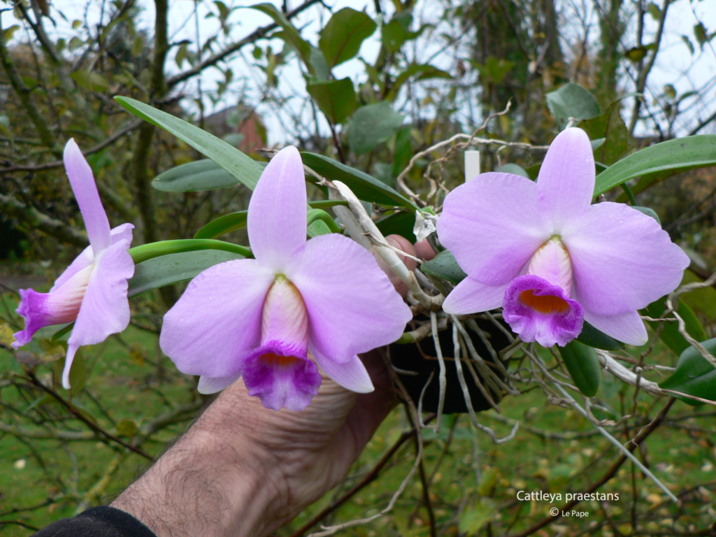 Cattleya ( Laelia ) praestans Laeli207