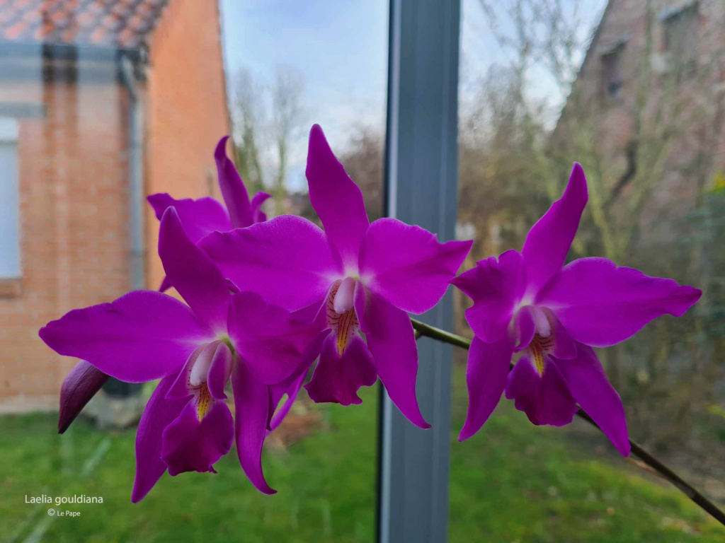 Laelia gouldiana  Laeli213