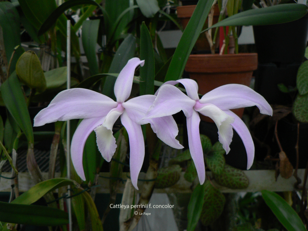 Cattleya perrinii f. concolor  Laeli223