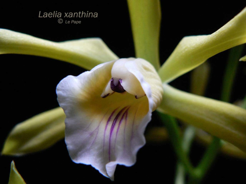 Cattleya xanthina Laelia10