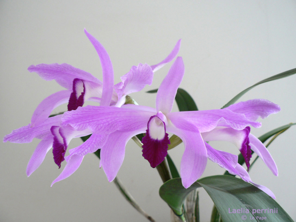 Cattleya perrinii  Laelia35