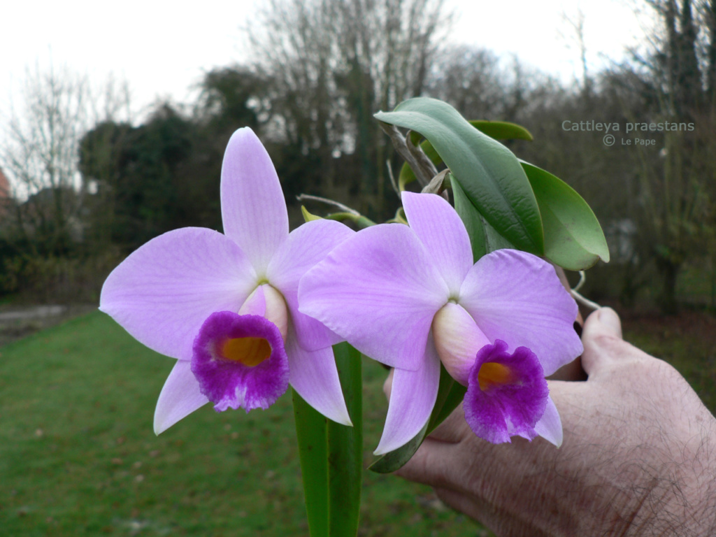 Cattleya praestans Laelia40