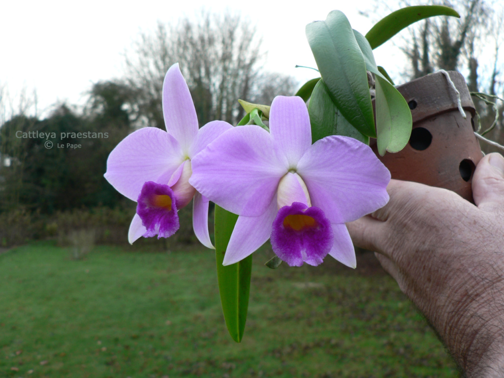 Cattleya praestans Laelia41