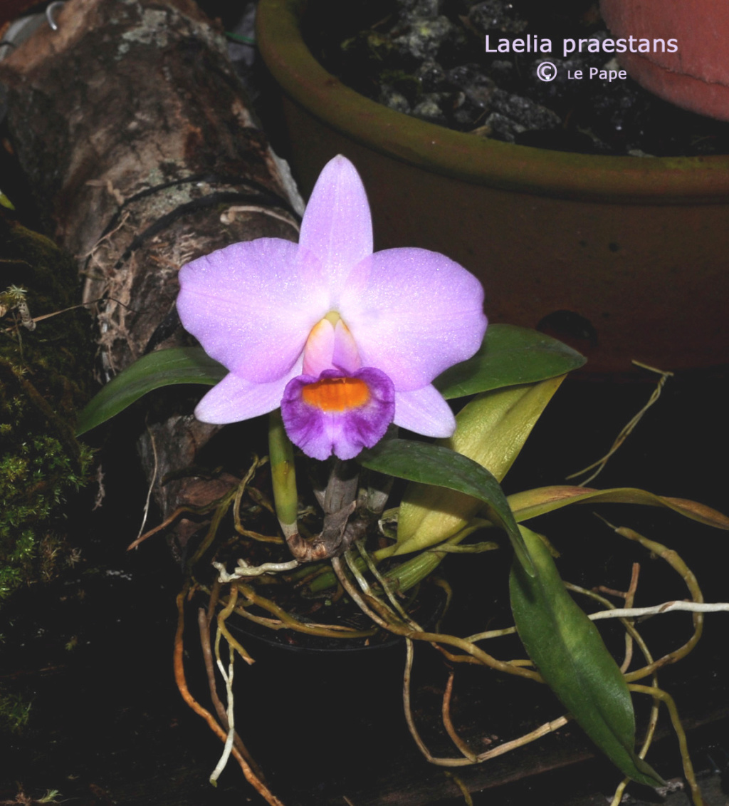 Cattleya praestans Laelia45