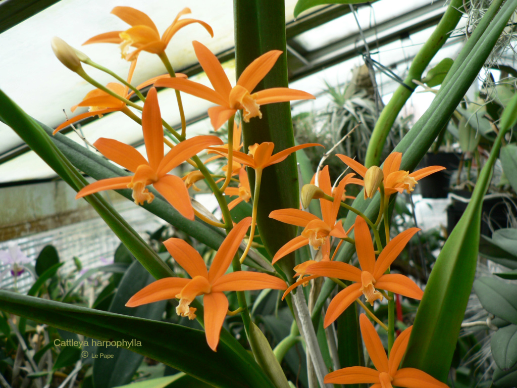 Cattleya harpophylla  Laelia69