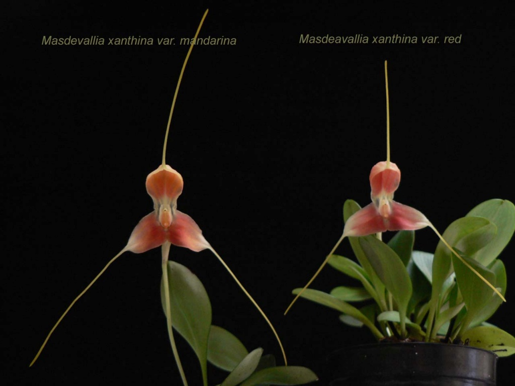 Masdevallia xanthina et Masd. xanthina var. rouge Masdev12