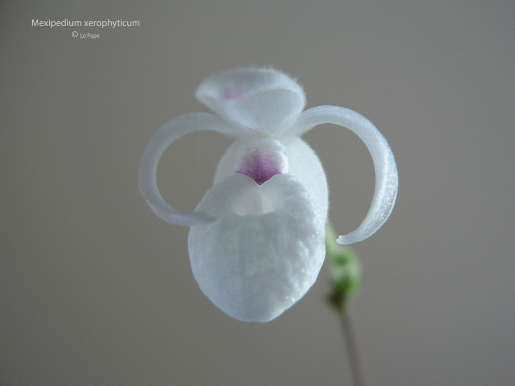 Mexipedium xerophyticum  Mexipe11