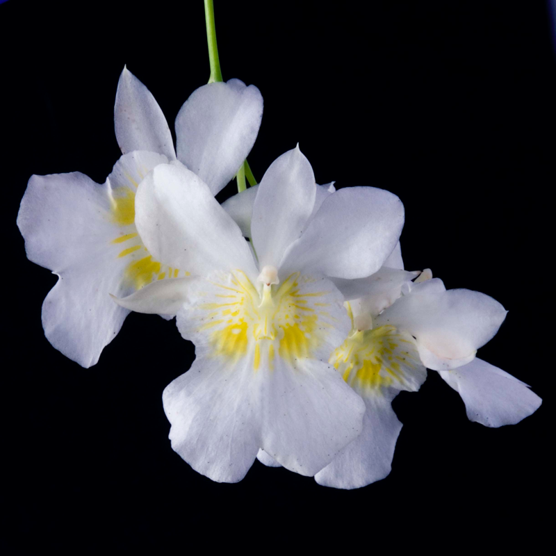 Miltoniopsis phalaenopsis  Milton10