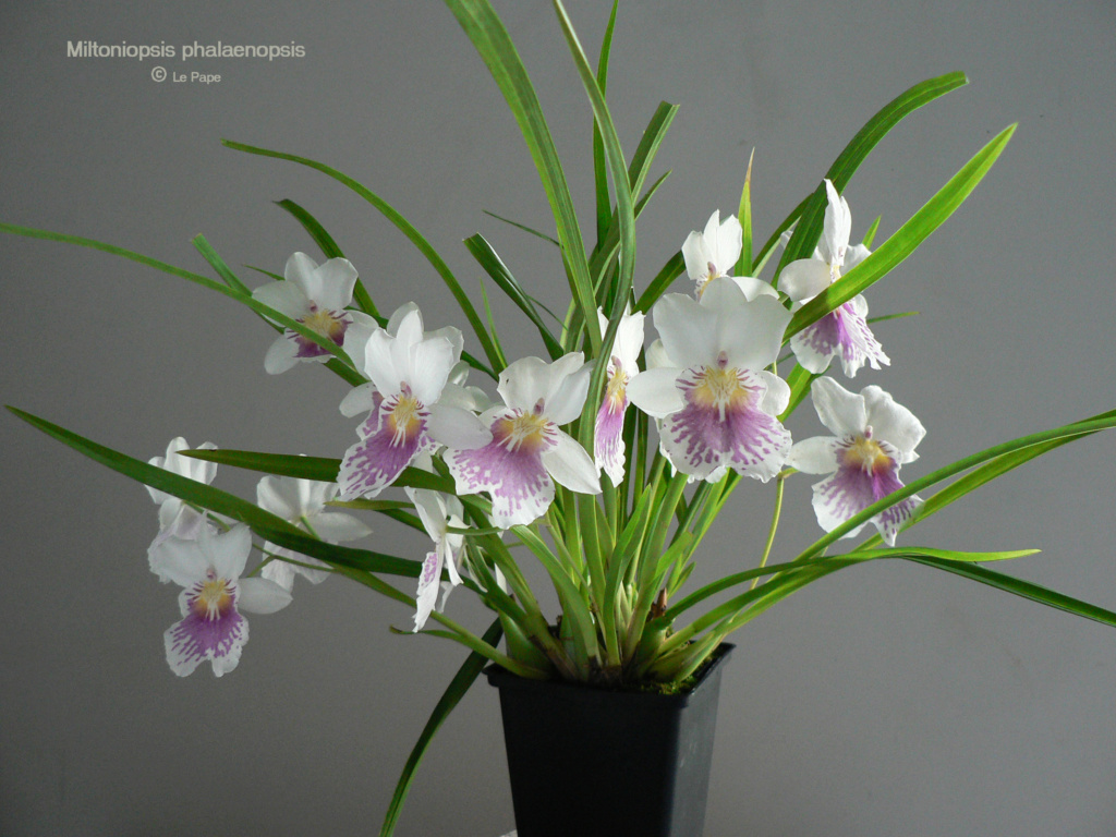 Miltoniopsis phalaenopsis  Milton12
