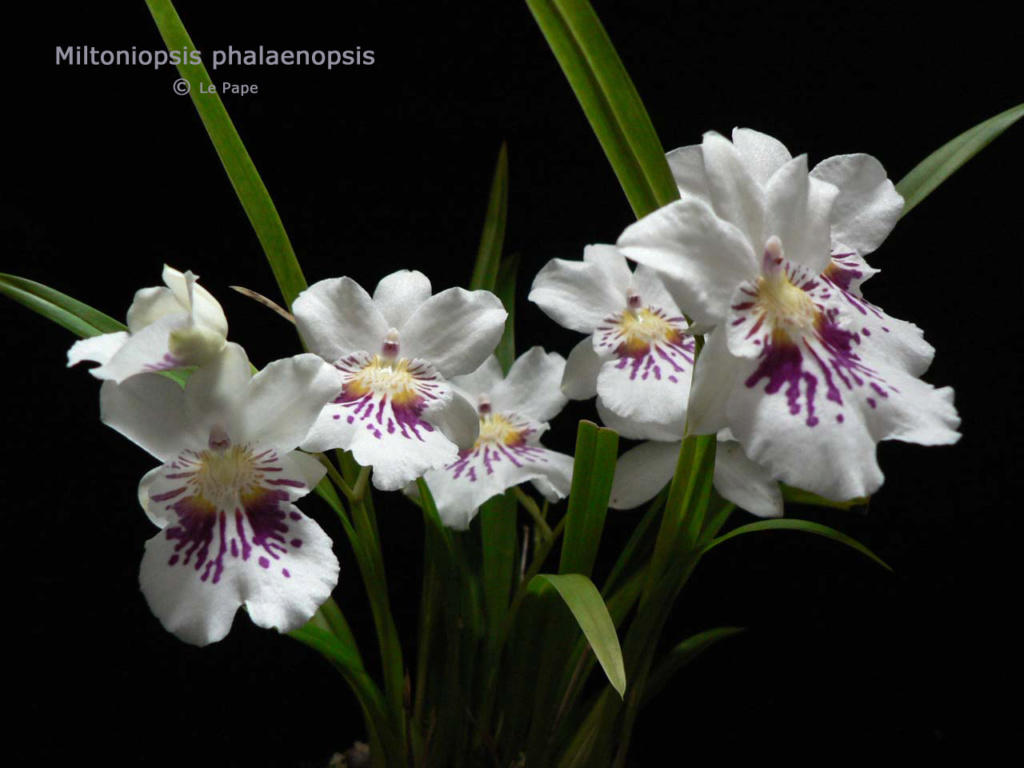 Miltoniopsis phalaenopsis  Milton16