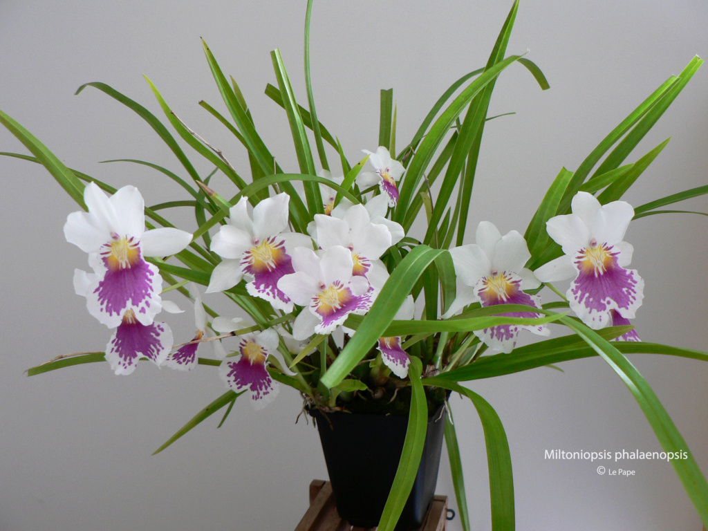 Miltoniopsis phalaenopsis  Milton29