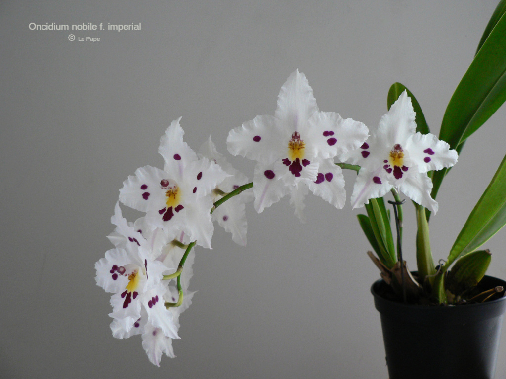 Oncidium nobile ( Odontoglossum pescatorei ) f. imperial Oncidi10