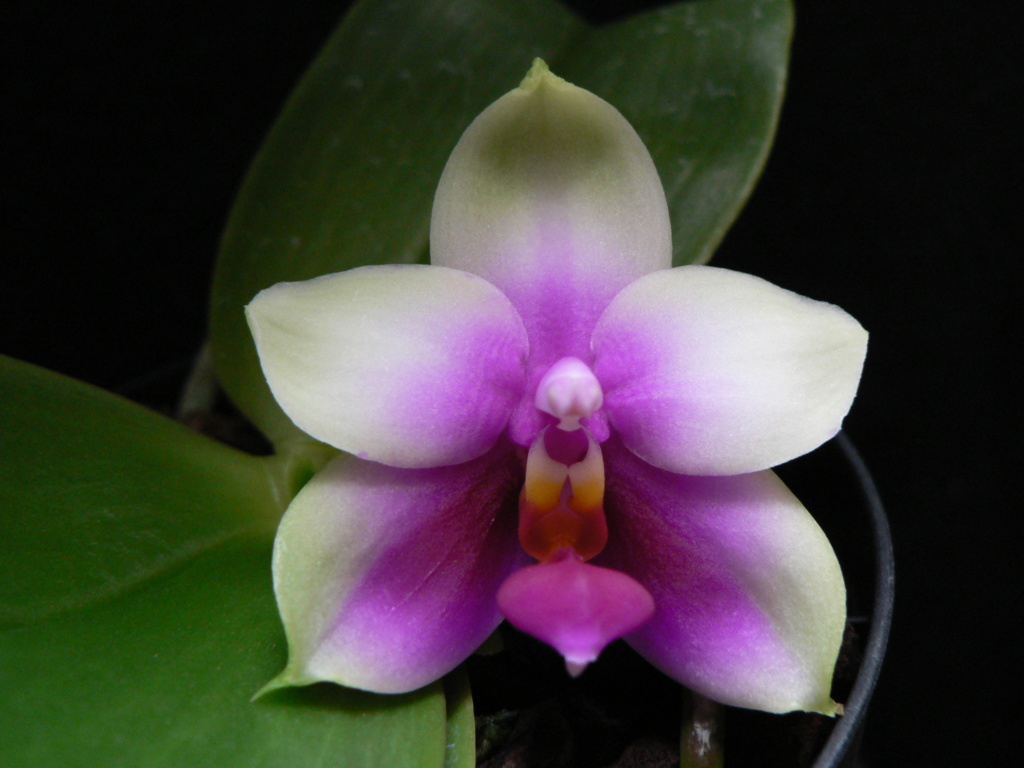 Phalaenopsis bellina 'Red Apple' P1010810