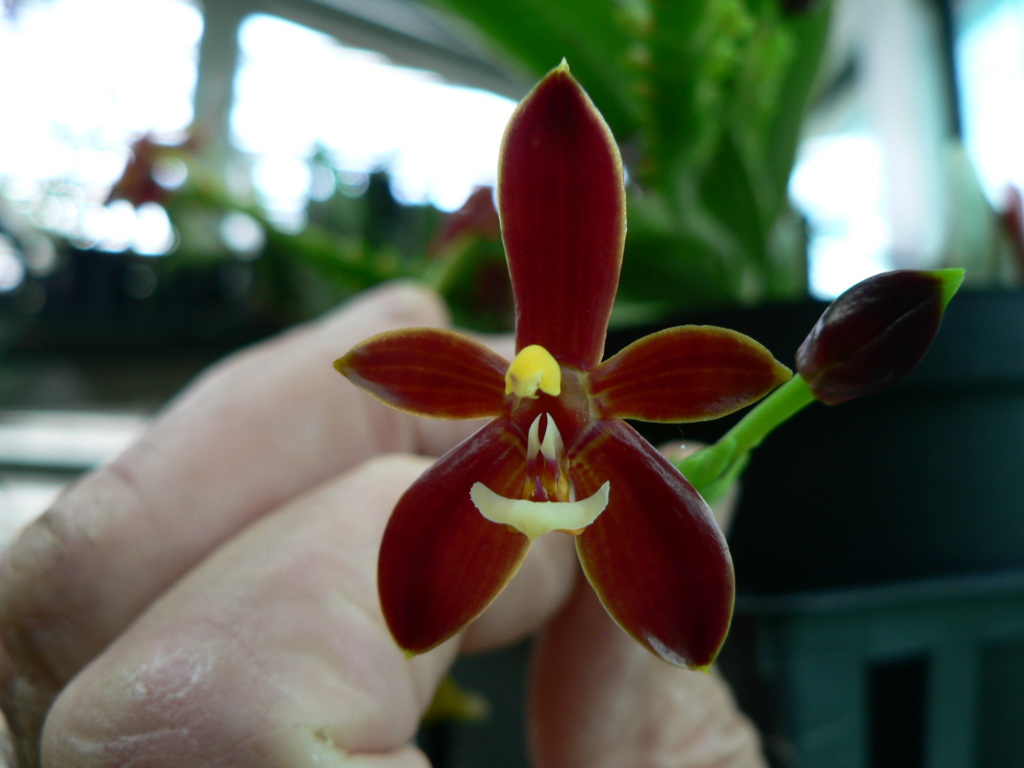 Phalaenopsis cornu-cervi 'Red' P1070811