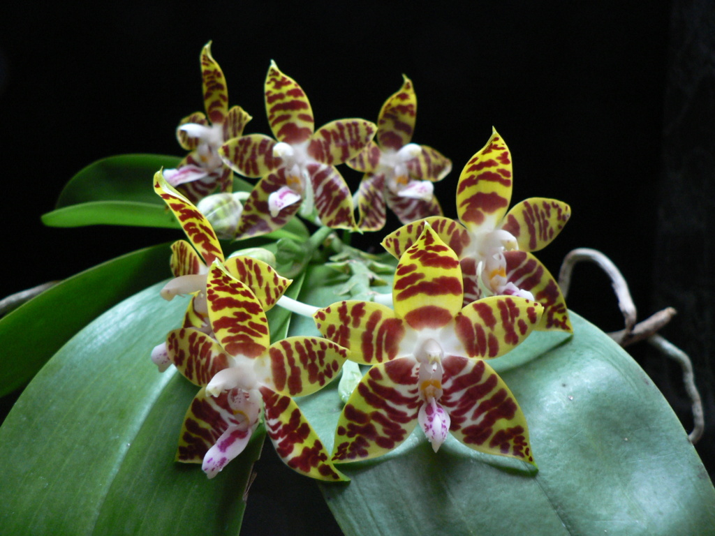 Phalaenopsis amboinensis P1120811