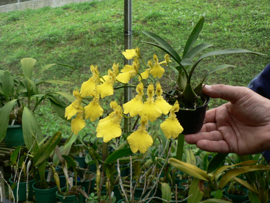 Oncidium otthonis dit l'étiquette mais Gomesa longicornu dit la plante  P1200512