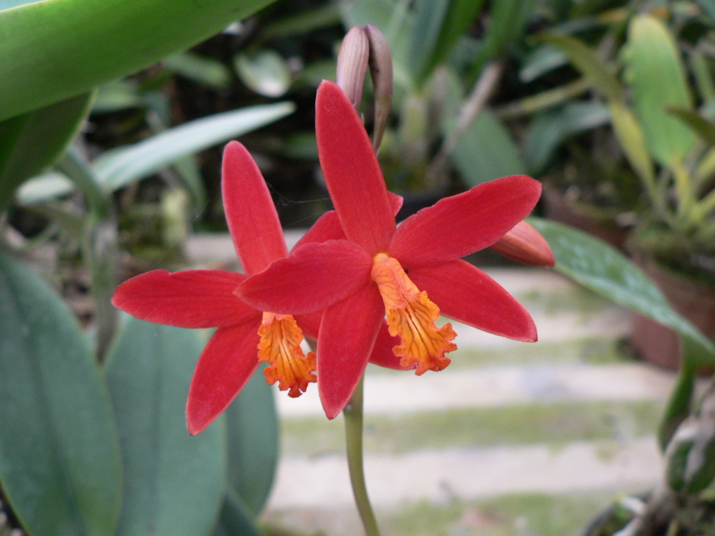 Cattleya Zip (tenebrosa x milleri) P1200810