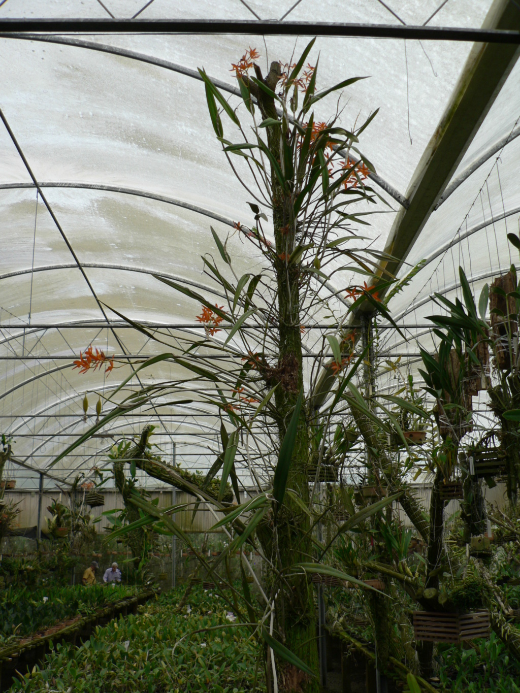 Cattleya harpophylla  P1200918